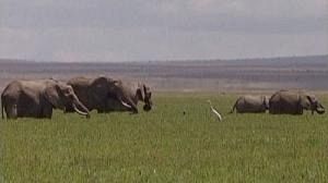 Climate change threatens “a third of all species”