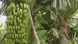 La fin de la guerre de la banane : UE et producteurs latino-américains trouvent un accord
