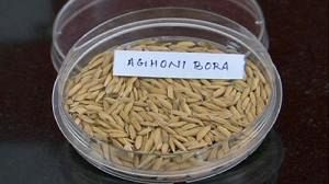 Científicos indios consiguen un arroz que no necesita cocción