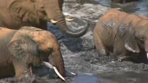 Ivory ban in danger, EU urged to defend elephants