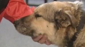 L’histoire du chien “Baltic”, digne d’un scénario de Disney