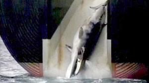 Chasse à la baleine : Tokyo défend sa position