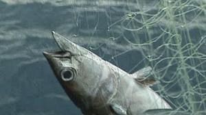La Commission européenne veut interdire la pêche du thon rouge