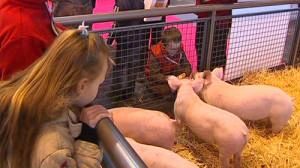 Morosité au salon de l’agriculture