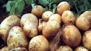 La UE autoriza el cultivo de una patata transgénica patentada por BASF