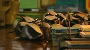 Les marsouins, cibles des pêcheurs japonais