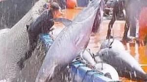 Bluefin tuna still on the hook, ban vote fails