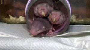 The amazing naked mole rat