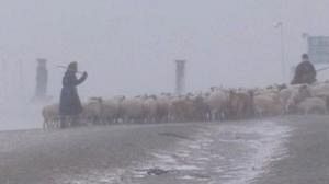 Arctic winter threatens Mongolian way of life