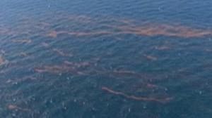 Gulf of Mexico oil spill threatens wildlife