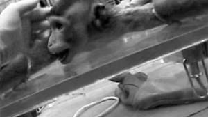 EU tightening laws against animal testing