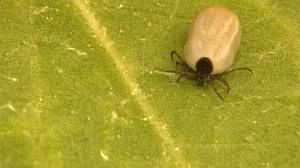 The risks of ticks