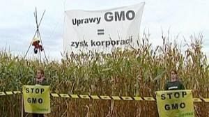 Genetically modified crop growing in EU to get modified approval rules