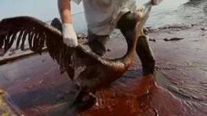 Impact on wildlife from the US oil spill is worsening