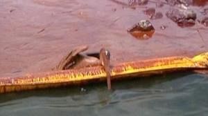 US Coast Guard fears for Gulf Coast wildlife