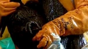 More oil to be siphoned from Gulf spill