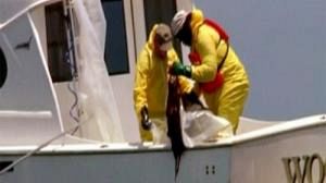 Testing week ahead over Gulf oil spill