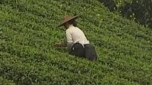 Brouhaha brewing in world of tea