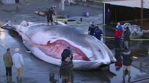 Strong emotions stirred by ‘whale wars’