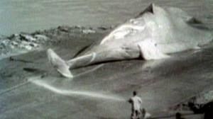 Agadir: nessuna fretta di salvare le balene