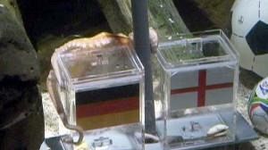Paul le poulpe prédit une victoire de l’Allemagne contre l’Angleterre dans le Mondial