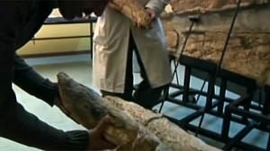 Giant whale discovered in Peru