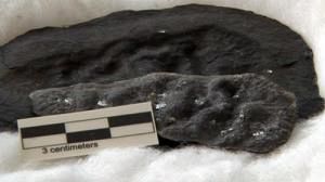 Fossil discoveries