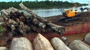 EU banning illegal timber in 2012