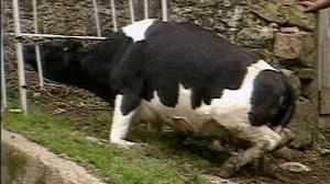 Maladie de la vache folle : Bruxelles propose d’assouplir les mesures de précaution