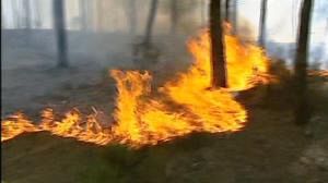EU states rally as Portugal fights forest fires