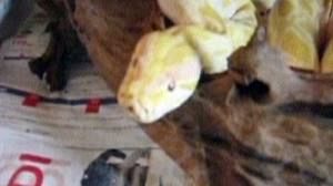 Python used as “guard dog” for cocaine