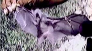 Les chauve-souris attaquent et tuent au Pérou