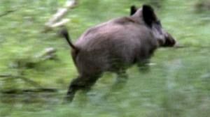 Radioactive boars raise food fears in Germany