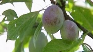 Battle to save ‘unique’ Russian fruits and berries