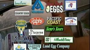 Surto de salmonelas causa recolha recorde de ovos