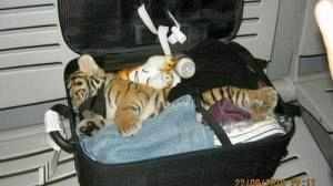 Un tigre découvert dans une valise