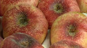 Hybrid fruit is what consumers want say scientists