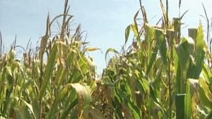 EU GMO rule change debate under way