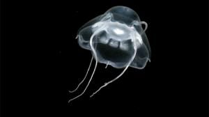 Thousands of new marine species discovered