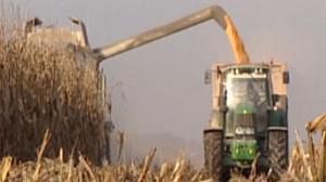 To GMO or not to GMO?