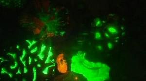 Fluorescent coral could help in fight against cancer