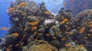 Nations seal UN biodiversity deal in Japan