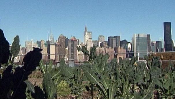 Top of the crops in NYC’s rooftop farms