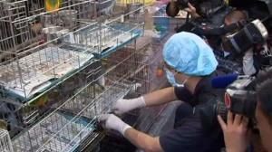 Premier cas humain de grippe aviaire depuis 2003 à Hong Kong, l’OMS temporise