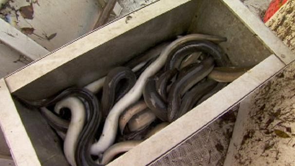 Anguille europee: una specie in pericolo