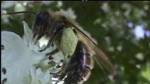 Bees health on EU agenda