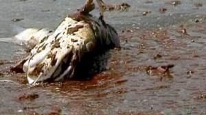 Government lawsuit hits BP shares