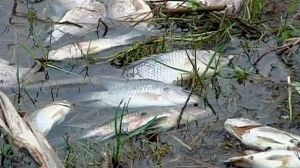 Haïti : alerte sanitaire au lac Azueï