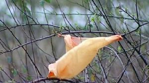 Italy says ciao ciao to plastic bags