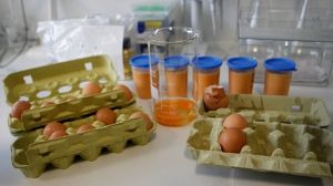 Alerte à la dioxine en Allemagne